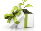 Give ‘green': Sustainable gift ideas for all occasions
